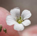 Oneflower stitchwort